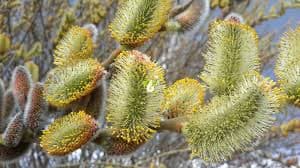 عرق بید مشک یک لیتری آرامش اعصاب کاهش استرس